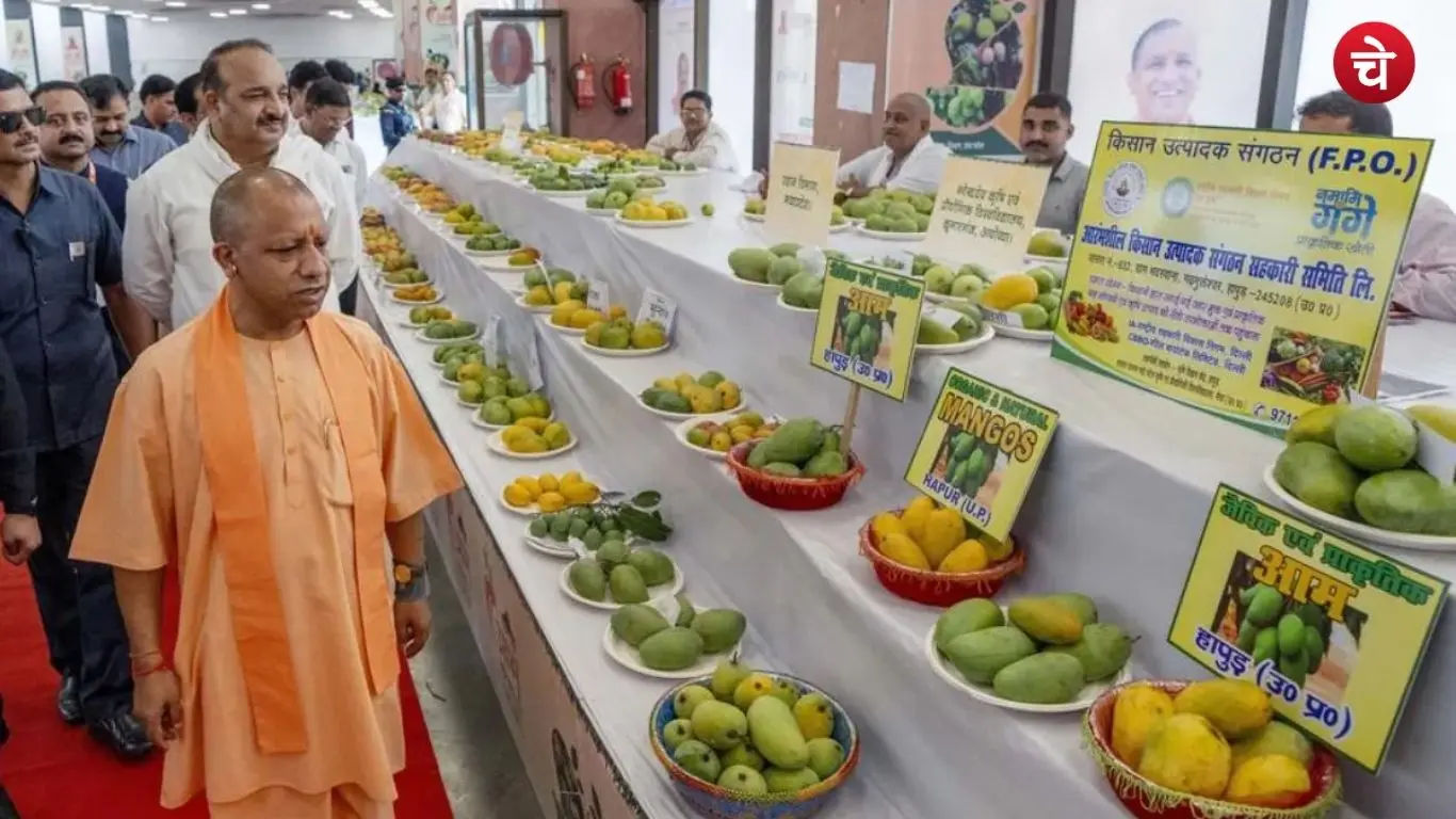 yogi aam