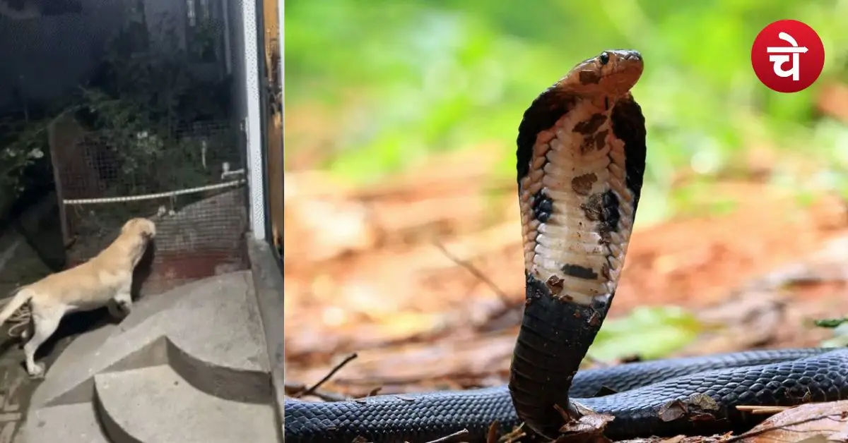 Dog fought cobra to save family