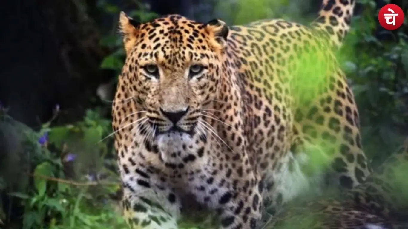 Leopard