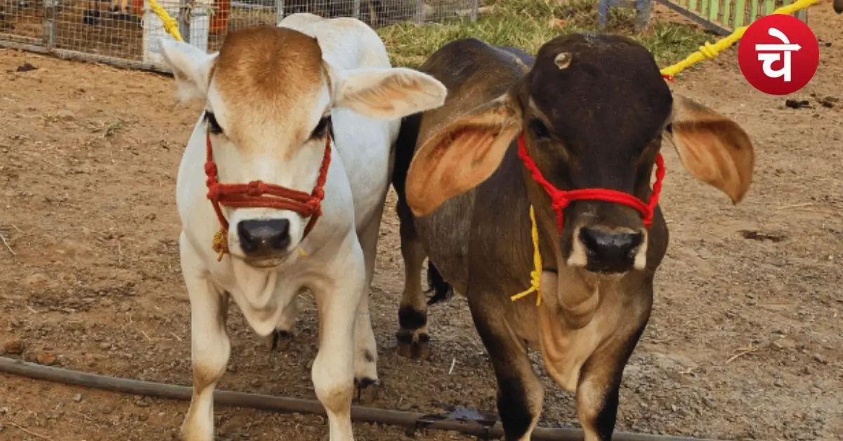 Mini Nandini Yojana