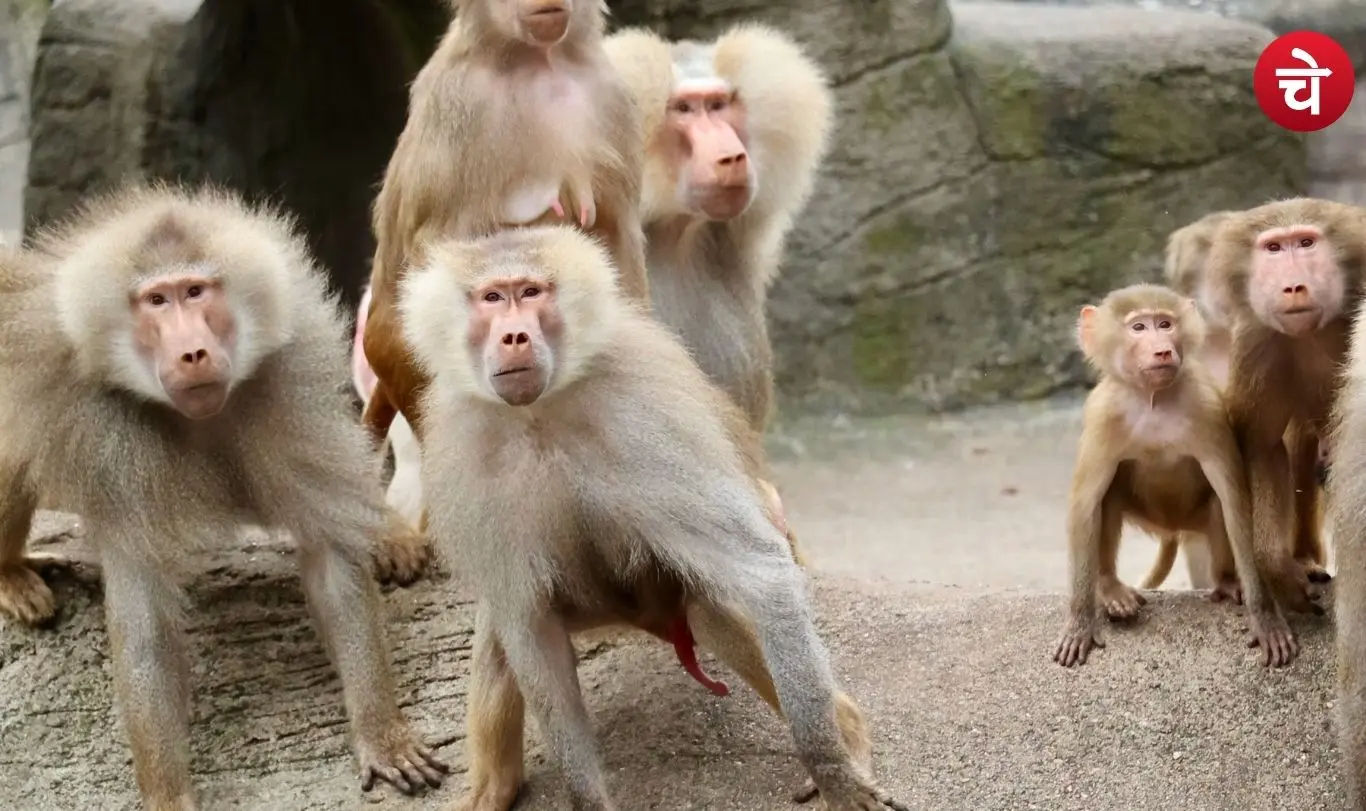 Monkey