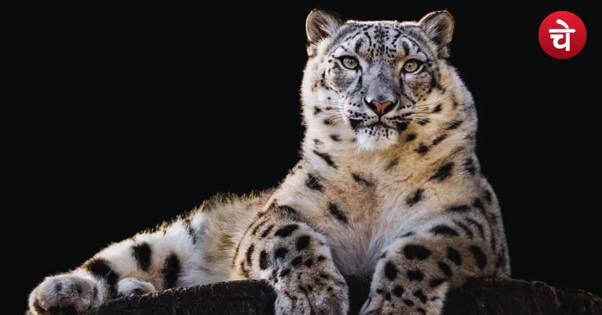 snow leopard