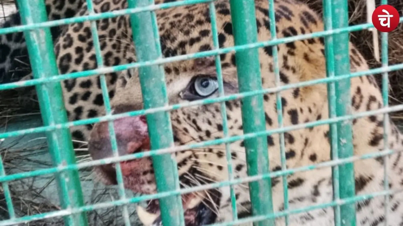 Bareilly Leopard
