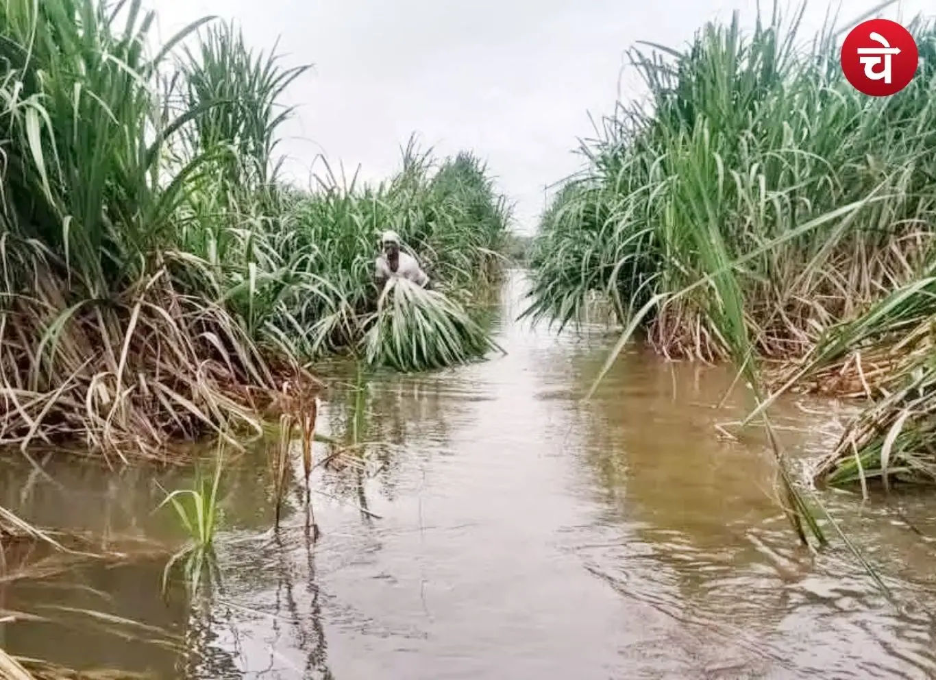 Sugarcane Crop Damage