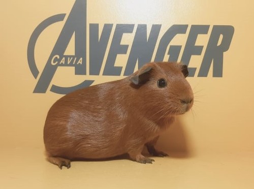 Nakia Avenger Cavia