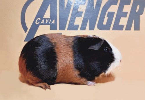 Gerda Avenger Cavia