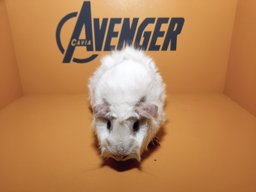 Andy Avenger Cavia