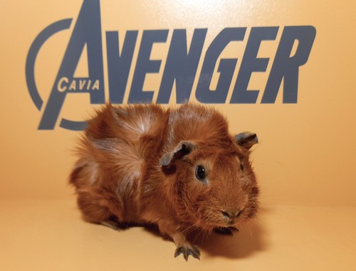 Talos Avenger Cavia