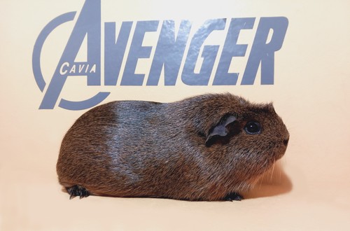 Elizabeth Avenger Cavia