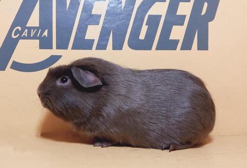 Happy Avenger Cavia