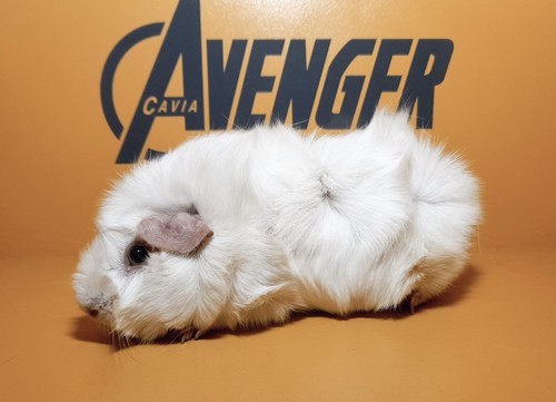 Zina Avenger Cavia