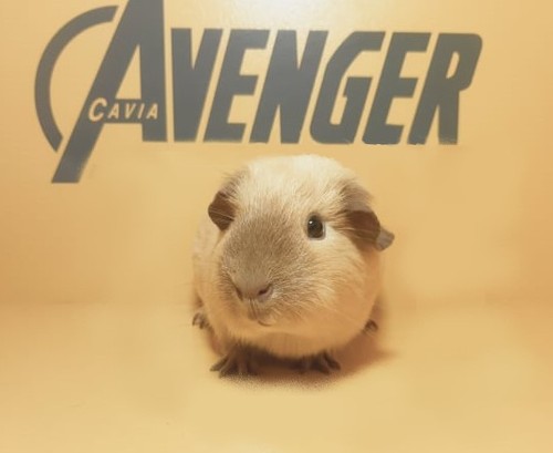 Rita Avenger Cavia