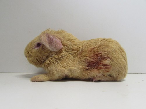 Zeppelin