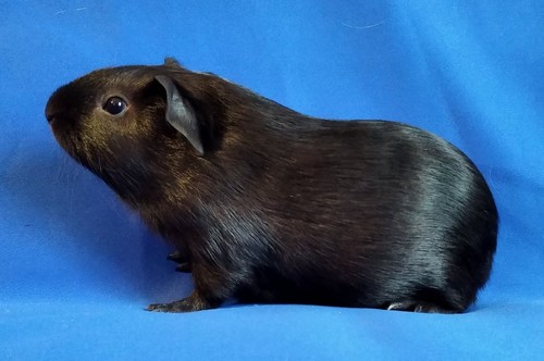Gary