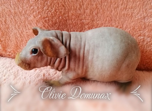 CZCH Olivie Domunax