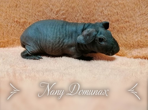 CZCH Nany Domunax