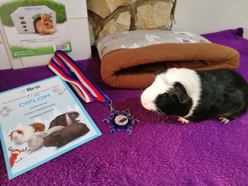 7th Winter Double Cavy Show Praha