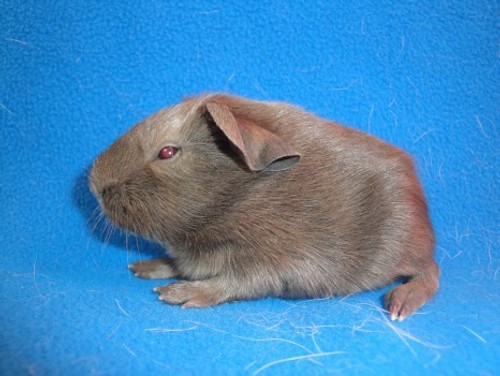 Cody z Morčecího doupěte