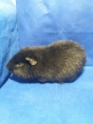 Oris II Ink-cavia