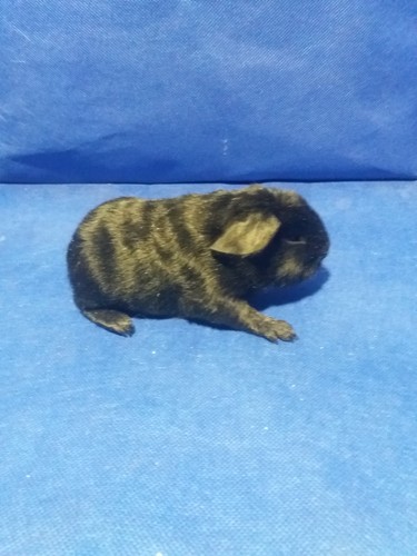 Barbucha Ink-cavia