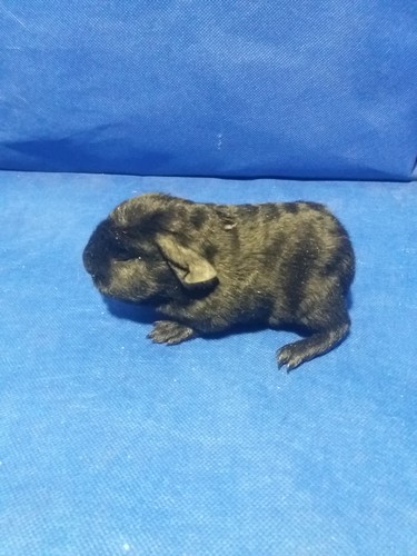 Barbucha Ink-cavia