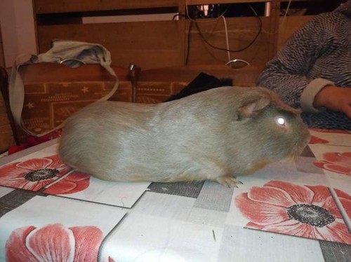 Oggytar Ink-cavia
