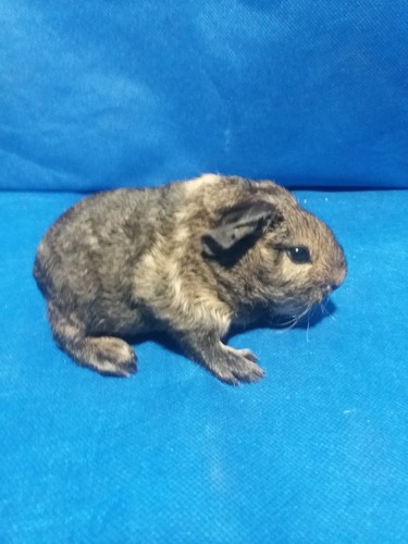 Salamandr Ink-cavia