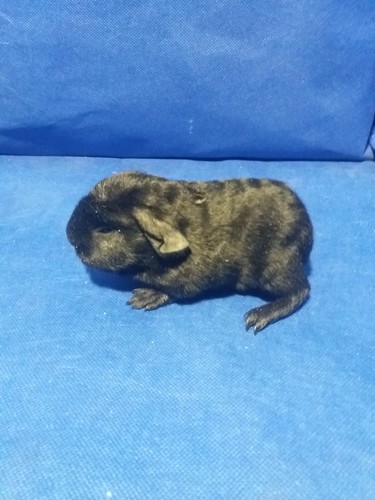 Barbucha Ink-cavia