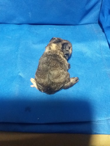 Salamandr Ink-cavia