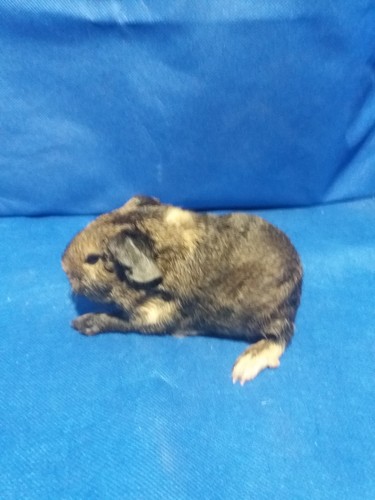 Salamandr Ink-cavia