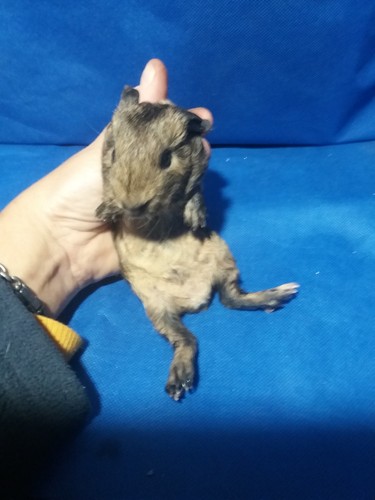 Salamandr Ink-cavia