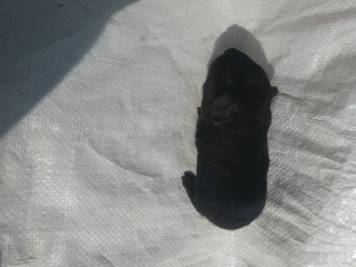 Oris II Ink-cavia