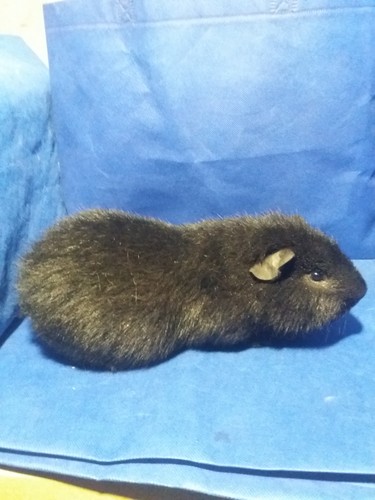 Oris II Ink-cavia