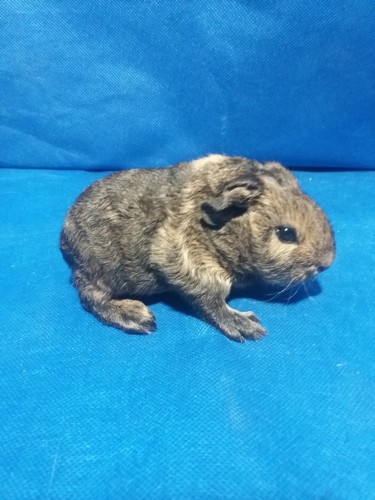 Salamandr Ink-cavia