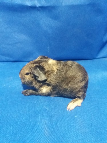 Salamandr Ink-cavia