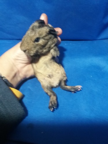 Salamandr Ink-cavia