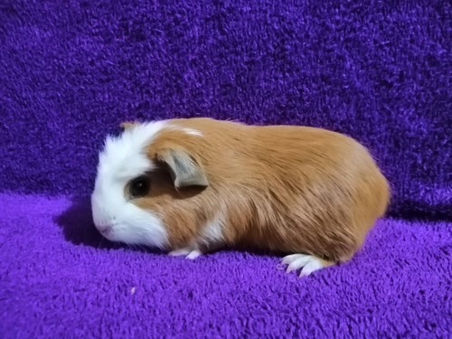 Hermiona Domunax