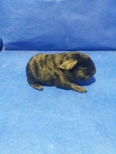 Barbucha Ink-cavia