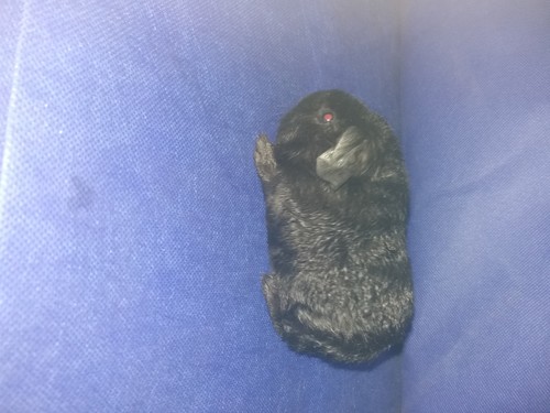 Oris II Ink-cavia