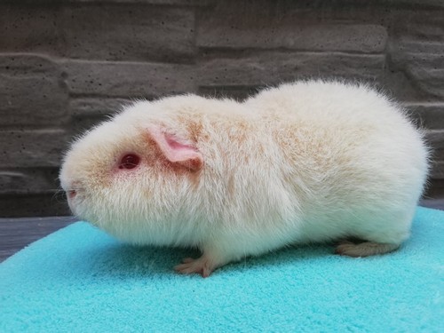 Barny Cavia Ania