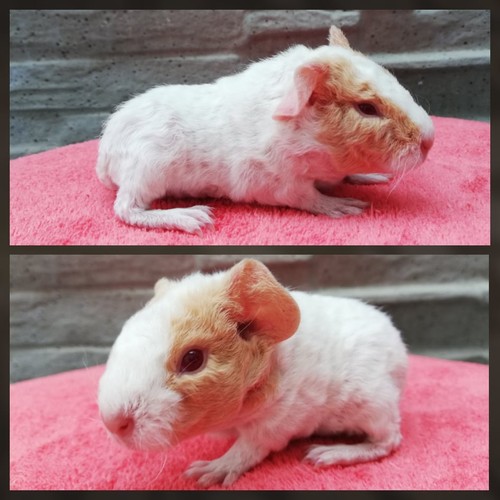 Wanda of Stracciatella