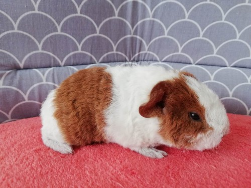 Uršula of Stracciatella