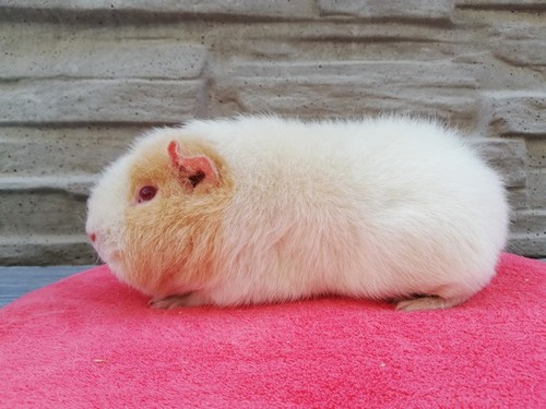 Wanda of Stracciatella