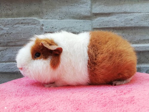 Lotty of Stracciatella