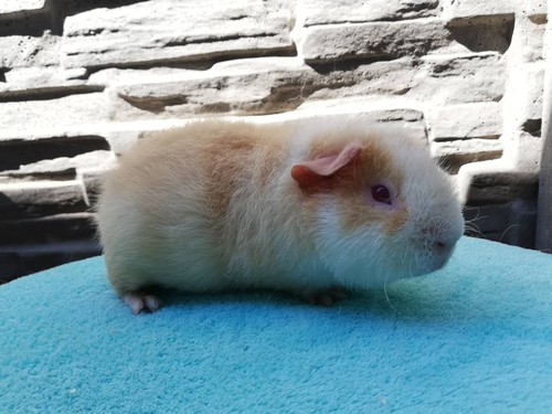 Jumanji of Stracciatella