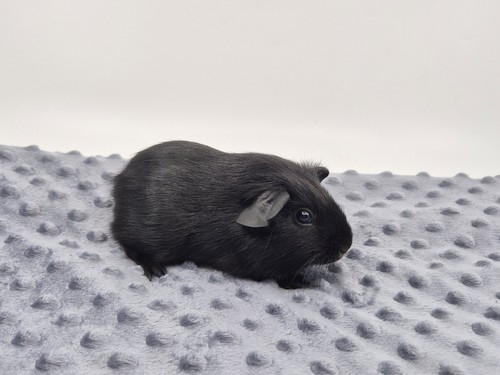 Woody z Tyršovy zahrady