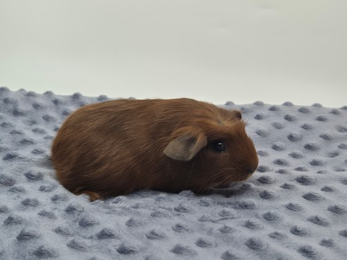 Fandor z Tyršovy zahrady