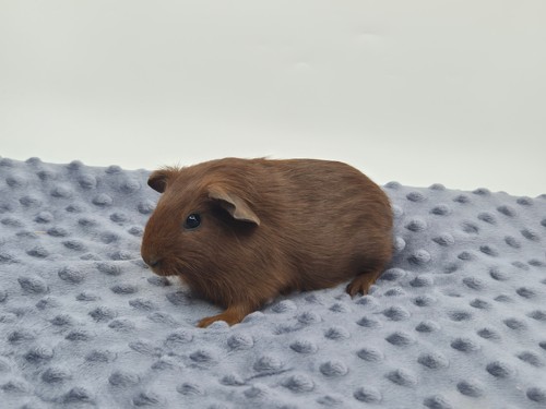 Flint z Tyršovy zahrady