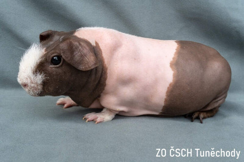CZGCH Heilinka Domunax
