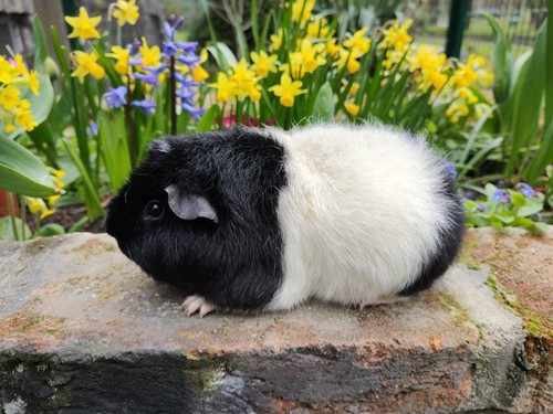 Máša Cavia Rose